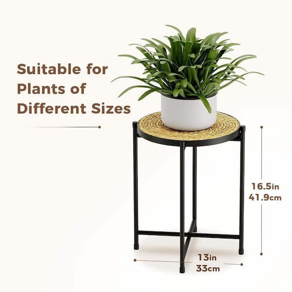 potted succulent plant Potted Succulent Plants  Stylish & Low-Maintenance Greenery