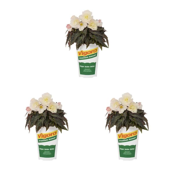 Vigoro 2 qt. Begonia I'Conia Bacio White Annual Plant (3-Pack)