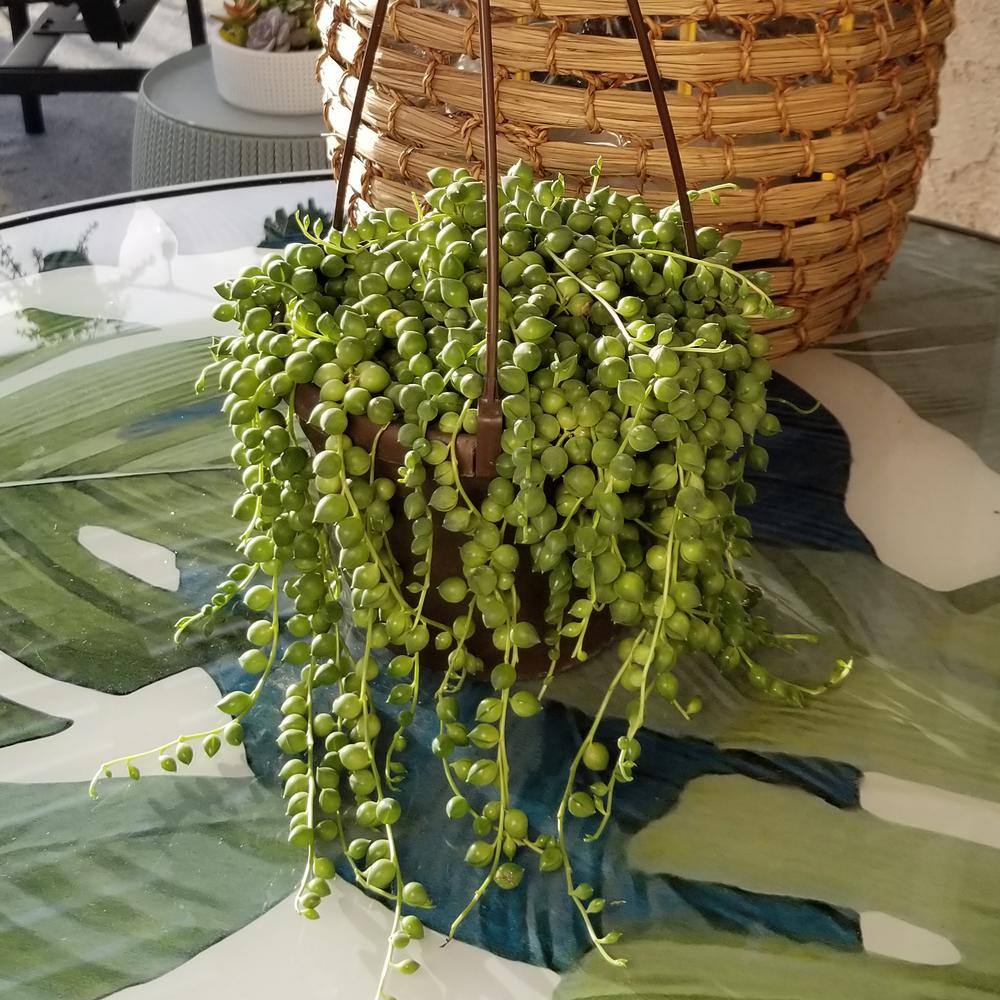 Senecio Raindrops Green Succulent in Black Hanging Planter