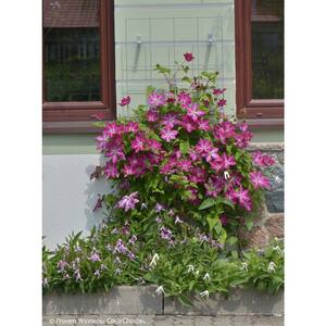 1 Gal. Viva Polonia (Clematis) Live Shrub, Red Flowers with a White Star