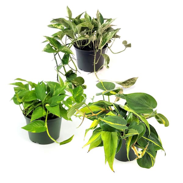 national PLANT NETWORK 6 in. SpaceScape Tropical Vine Plant Collection in Grower Container (3-Pack)