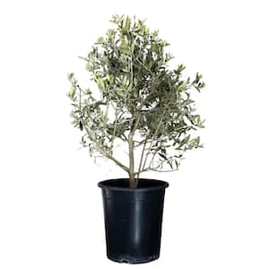 5 Gal. Fruiltess Olive Evergreen Ornamental Tree