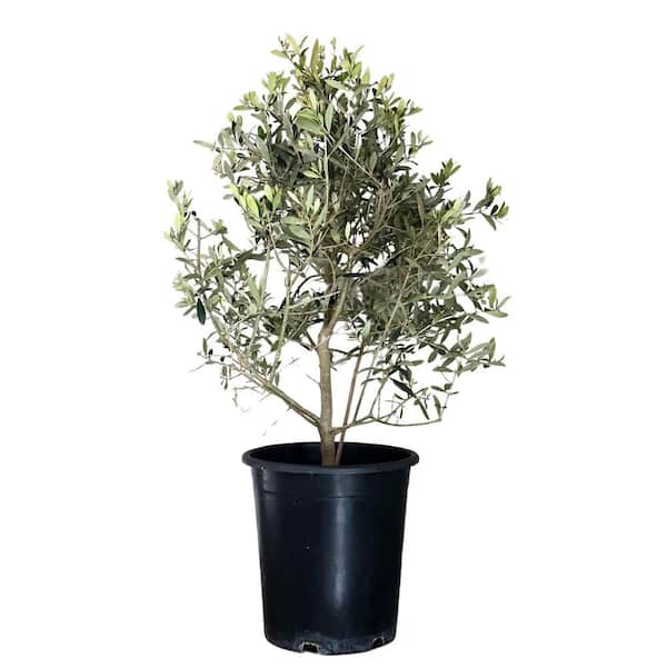 Alder & Oak #5 Container Fruitless Evergreen Olive Tree