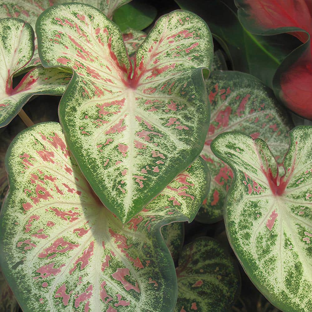 4 in. Caladium Candyland Perennial Plant (3-Pack) price history on PriceWatchPro