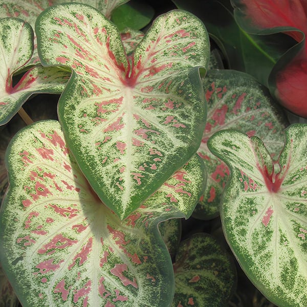 national PLANT NETWORK 4 in. Caladium Candyland Perennial Plant (3-Pack)