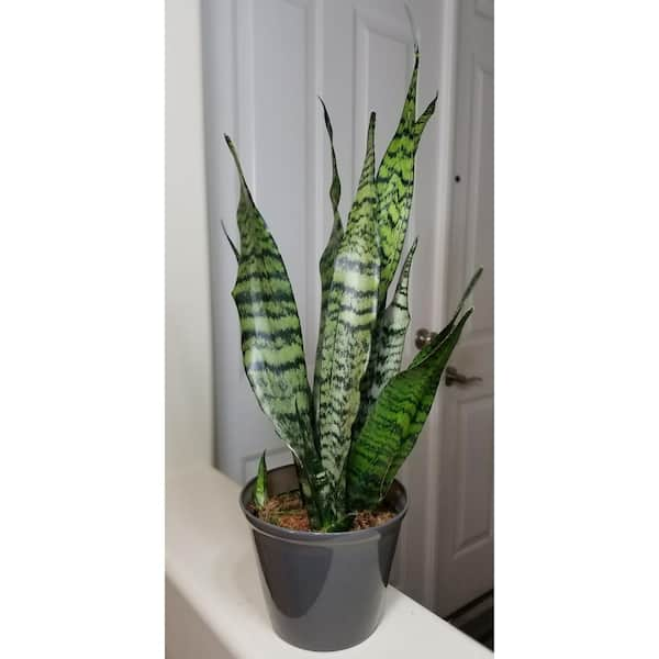 Faux Sanservieria 'snake Plant' Botanical, Handmade, Inspired