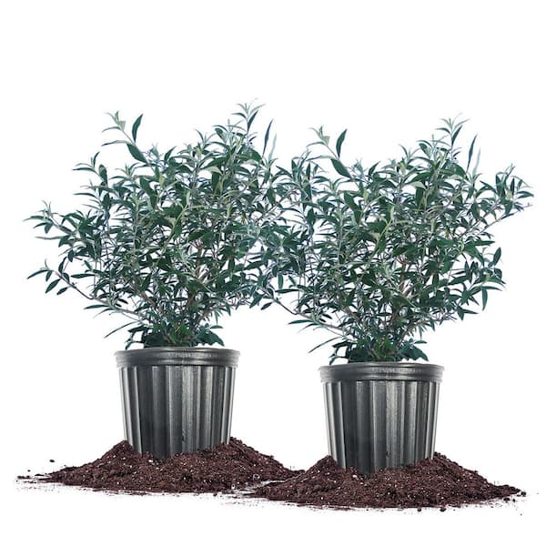 3 Gal. Black Knight Butterfly Bush Flowering Shrub (2-Pack)
