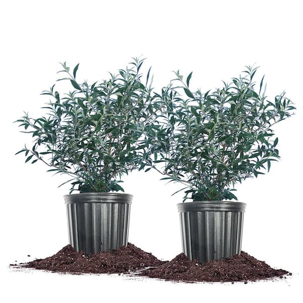 Perfect Plants 3 Gal. Black Knight Butterfly Bush Flowering Shrub (2-Pack)