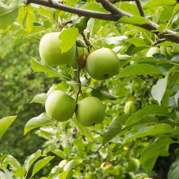 Organic Granny Smith Apples, Large, Apples