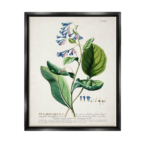 The Stupell Home Decor Collection Botanical Plant Illustration Blue Flowers Design by World Art Group Floater Frame Nature Wall Art Print 21 in. x 17 in.