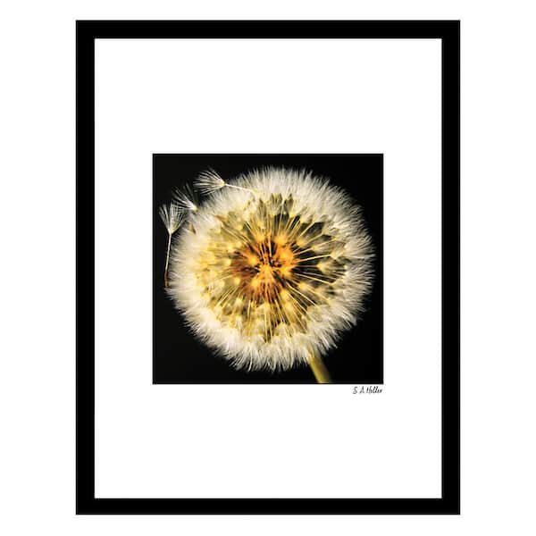 VENICE BEACH Collections Heller Photography Dandelion Framed Printed Photograph by Steven A. Heller Nature Poster Art Print 18 in. x 14 in.