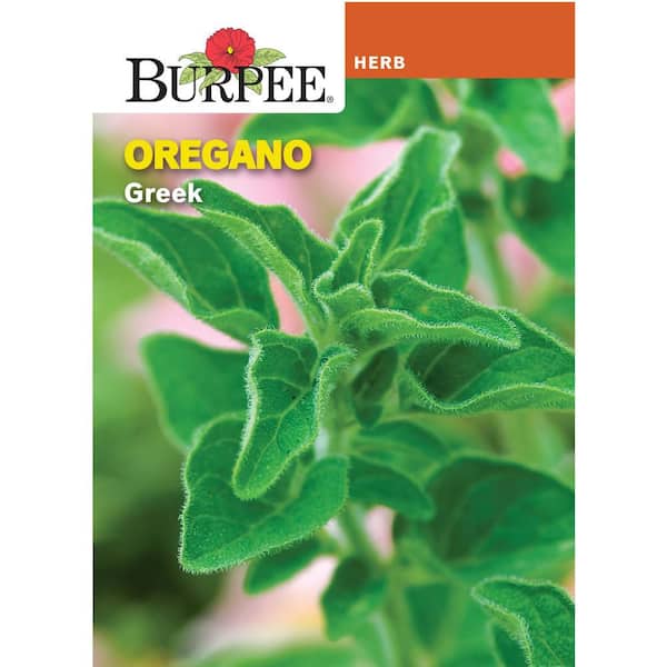 Herb Oregano Greek Seed