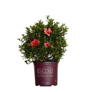 1 Gal. Autumn Coral Shrub with Bicolor Pink Reblooming Flowers