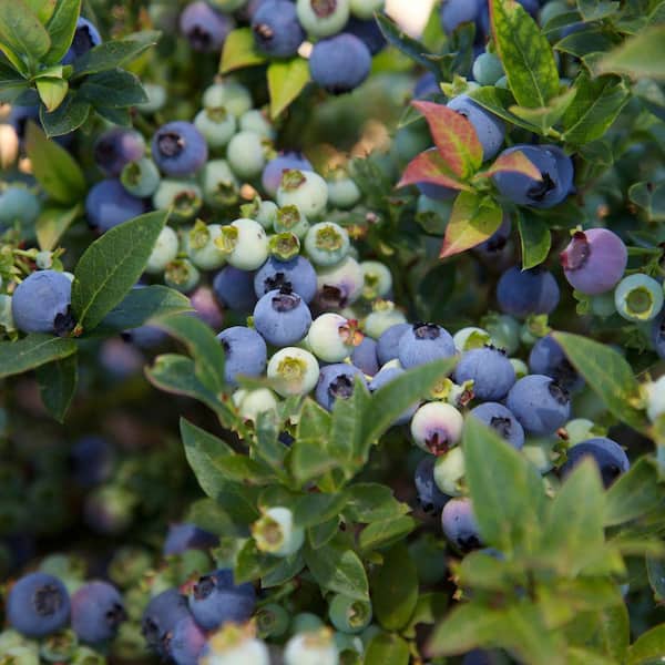 BUSHEL AND BERRY 1 Gal. Bushel and Berry Jelly Bean Blueberry Live Plant