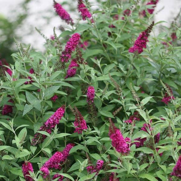 FLOWERWOOD 2 Gal. Buddleia Miss Molly Shrub with Dark Red-Purple Flowers
