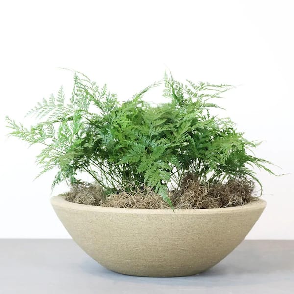 Rain Forest 14.2 in. Dia x 4.7 in. H Malta Bowl Sand Granite Plastic Planter