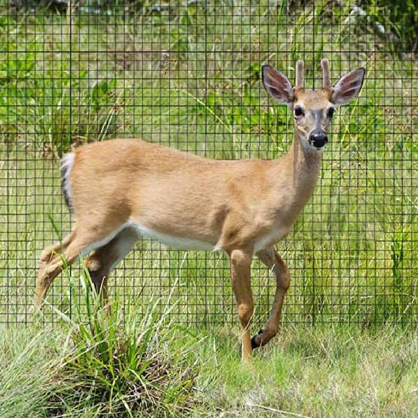 6 ft. x 164 ft. 4.6 Oz. Plastic PP Stretch Net Deer Net Protective Net Fence Net Household