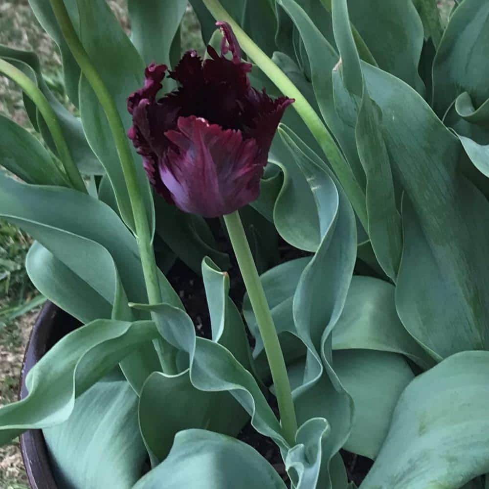 Black Parrot Tulip Plant Bulbs (20-Pack)