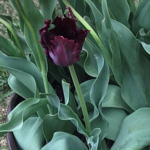 Black Parrot Tulip Plant Bulbs (20-Pack)