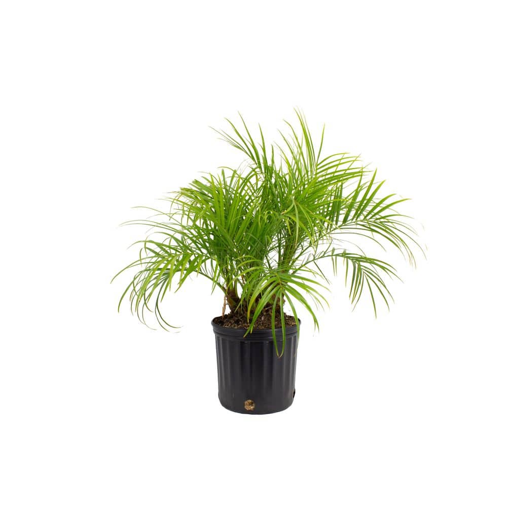 1.9 Gal. Phoenix Roebelenii Pygmy Date Palm Plant in 9.25 In. Grower Pot price history on PriceWatchPro
