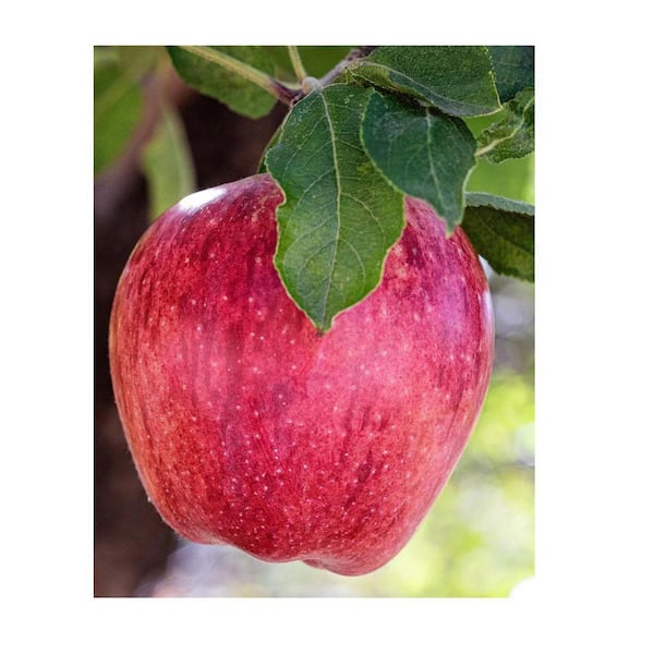 Southern Living 5 gal. Red Delicious Apple Tree