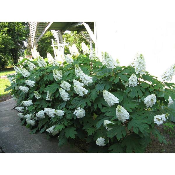 PROVEN WINNERS Gatsby Gal Oakleaf Hydrangea (Quercifolia) Live Shrub, White Flowers, 3 Gal.