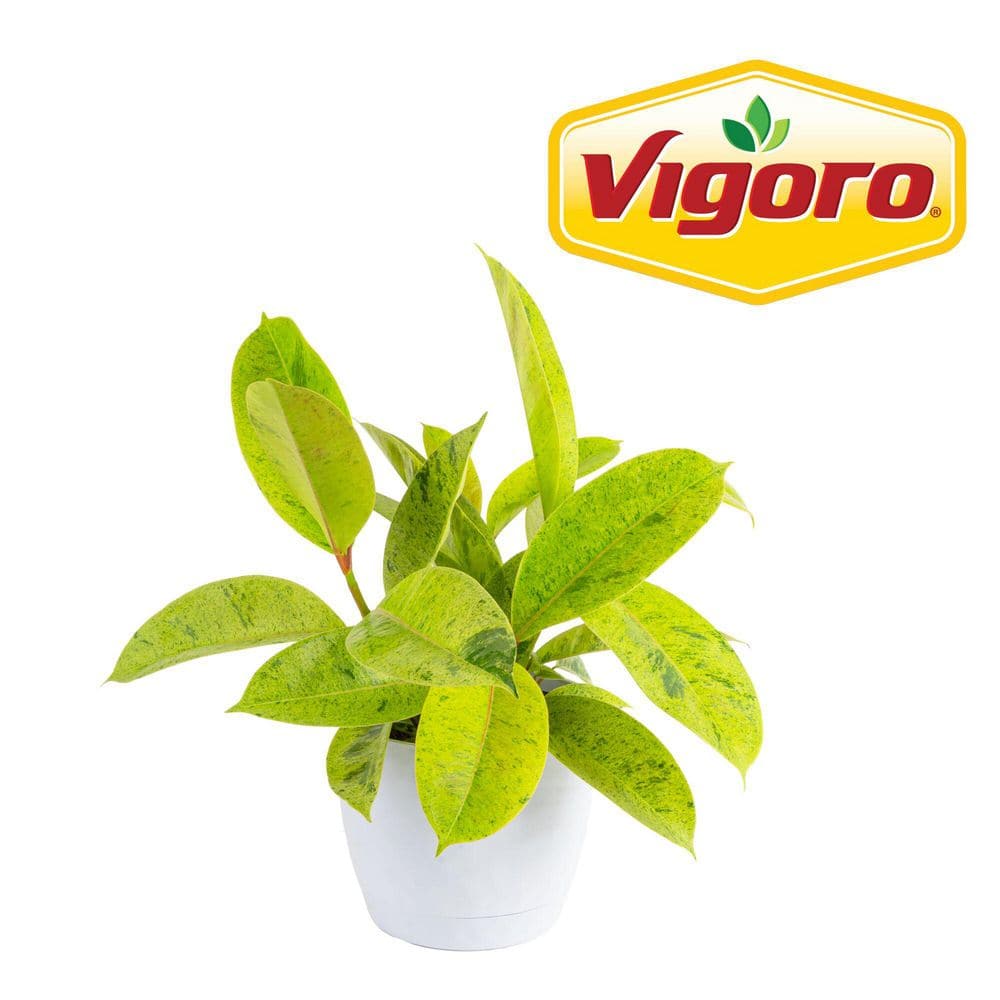 Ficus Shivereana Plant in 6 in. Decor Pot, Avg. Shipping Height 1-2 ft. Tall price history on PriceWatchPro