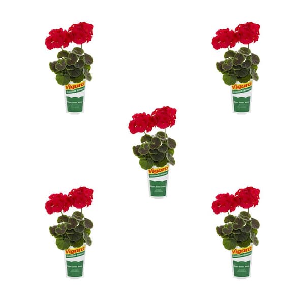 Vigoro 1.5 Pt. Geranium Bullseye Cherry Red Annual Plant (5-Pack)