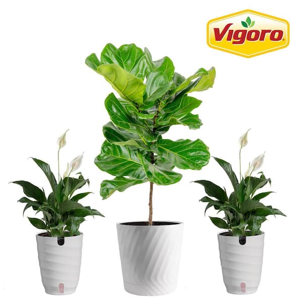 10 in. Fiddle Leaf Lyrata Standard and (2) 6 in. Spathiphyllum Peace Lily Plant in White Decor Planter, (3 Pack)