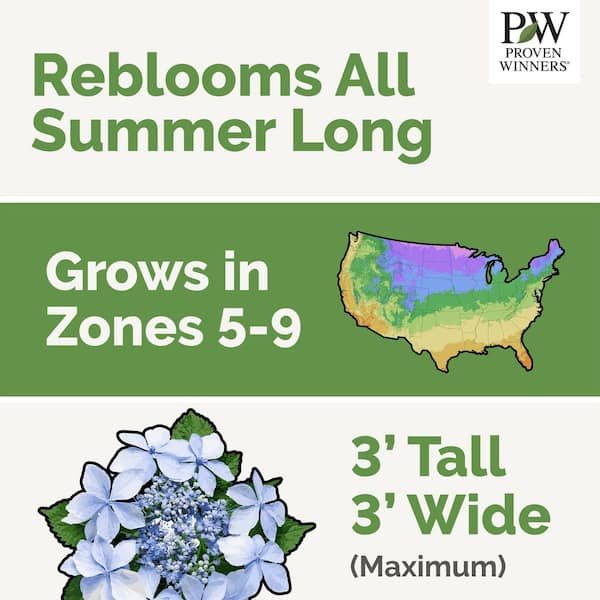 2 Gal. Tuff Stuff Ah-Ha Mountain Hydrangea Hydrangea Serrata Live Reblooming Shrub