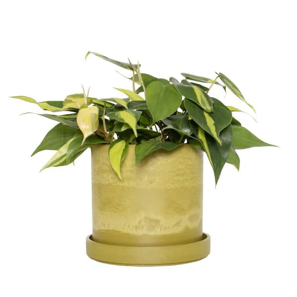 monsters plant Monstera Plant, Split Leaf Philodendron For Sale & Care Tips Medium / Eco Pot / Earl Grey