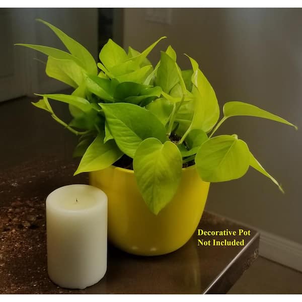 Starter Kit Bundle 3 4 Inch Potted Live Pothos Plants in Growers Pot N Joy,  Neon, Golden 