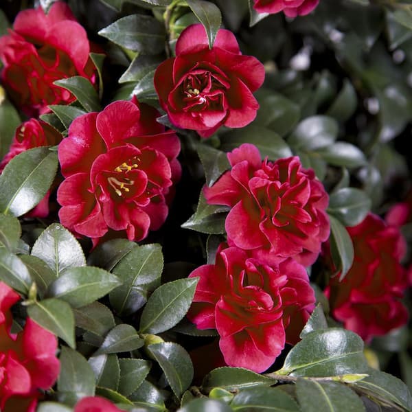 SOUTHERN LIVING 2 Gal. October Magic Ruby Camellia Shrub with Petite Christmas Red Double Blooms