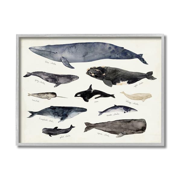 "Vintage Nautical Chart of Whales Ocean Life" by Victoria Barnes Framed Animal Wall Art Print 11 in. x 14 in.