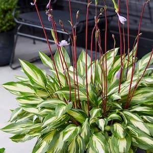 Hosta Cherry Berry (Set of 3 Roots)