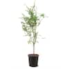 Unbranded 5 Gal. Drake Elm Deciduous Shade Tree ELMDRA05G