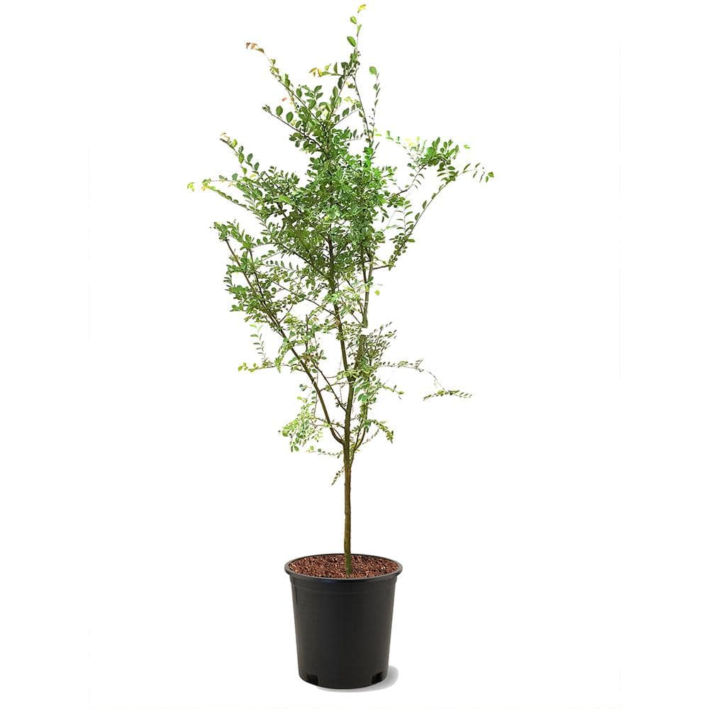 5 Gal. Drake Elm Deciduous Shade Tree