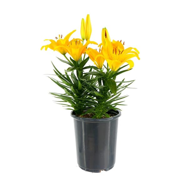 Unbranded Perennial Asiatic Lily Yellow 2.5 Qt.