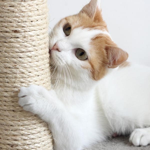 Sisal Remnants for Cats