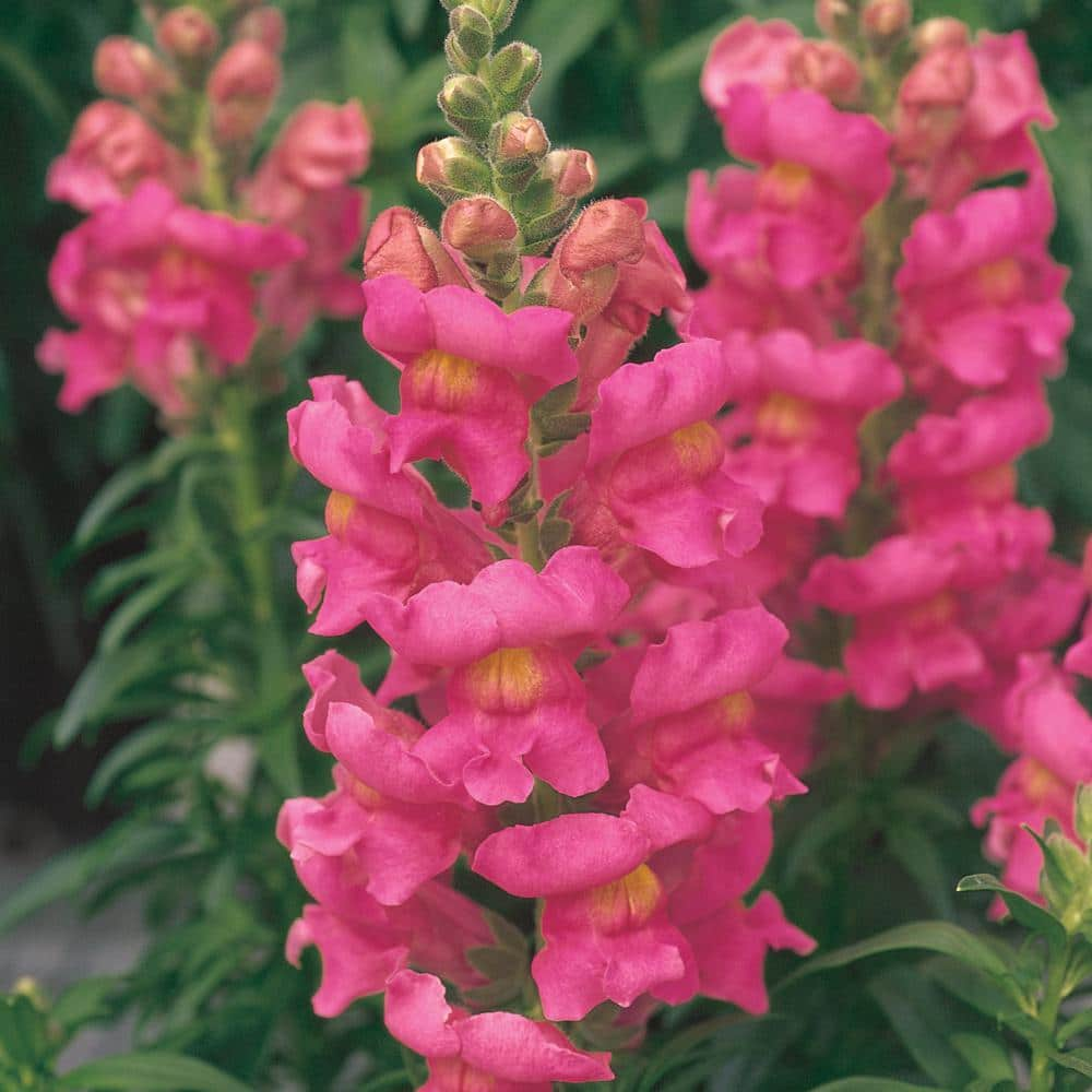 4 in. Rose Snapdragon Plant 10032 - The Home Depot