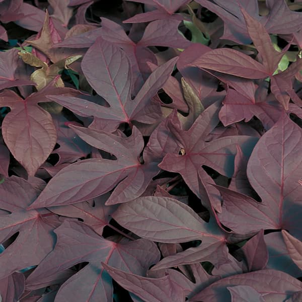 ALTMAN PLANTS 1.38-Pint Red Sweet Potato Vine Plant