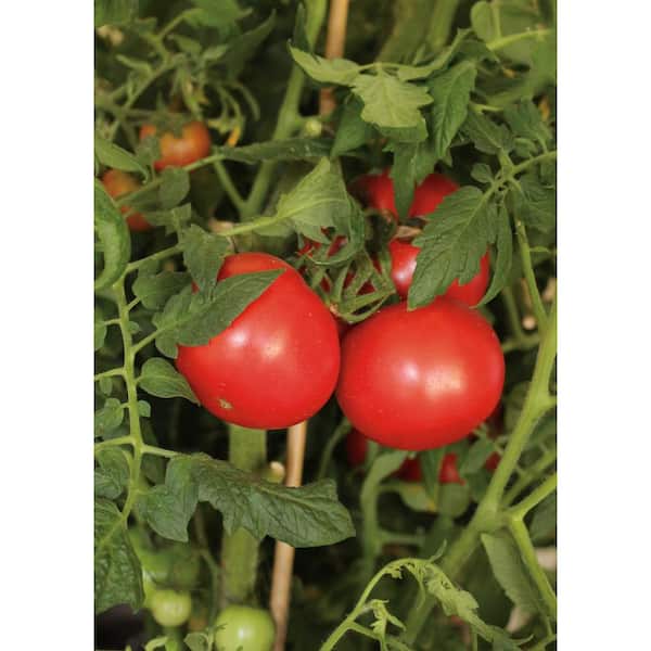 https://images.thdstatic.com/productImages/da19a272-95e0-4028-9669-19192f0afccc/svn/proven-winners-tomatoes-zzrtom101zr04-c3_600.jpg