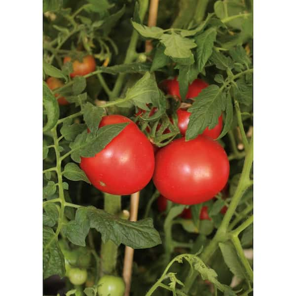 Tempting Tomatoes™ Tomato 'Garden Treasure' - Garden Crossings