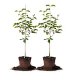 #5 Fuyu Asian Persimmon (2-Pack)