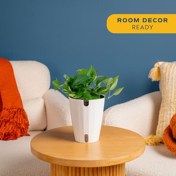 Grower's Choice Pothos Indoor Plant in 6 in. Self-Watering Planter, Avg. Shipping Height 1-2 ft. Tall