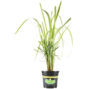 2.32 qt. Lemongrass Herb Plant