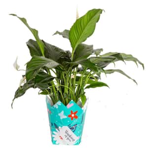 6 in. Spathiphyllum Peace Lily Indoor Plant in Grower Pot with Thinking of You Mylar, Avg. Shipping Height 1-2 ft. Tall