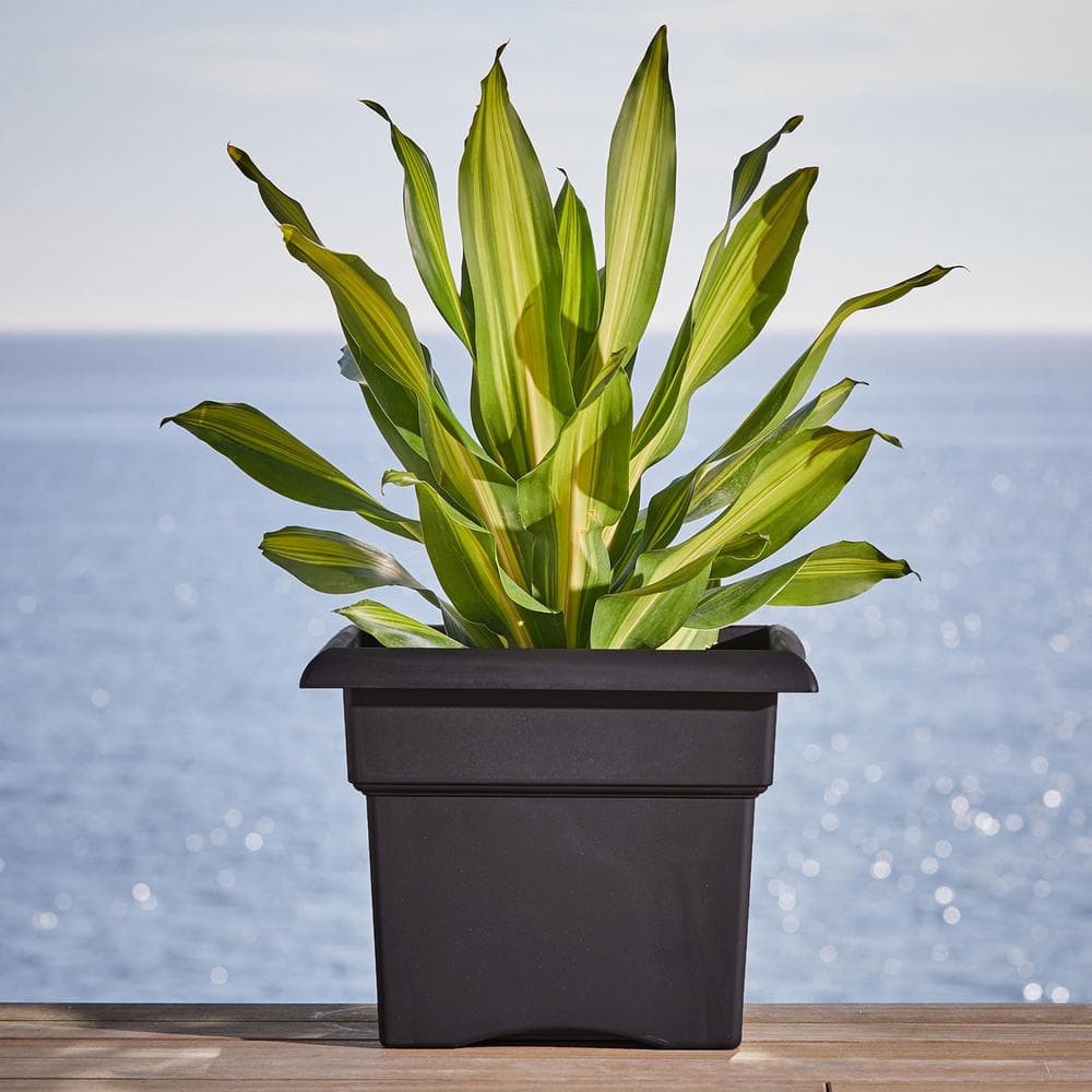 Bloem Veranda Square Black Plastic Planter Box for Indoor and Outdoor