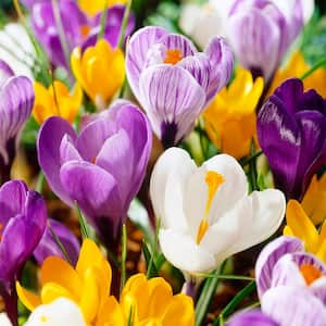 8/9 cm Dutch Crocus Bulbs Large Flowering Mixed (Bag of 100)