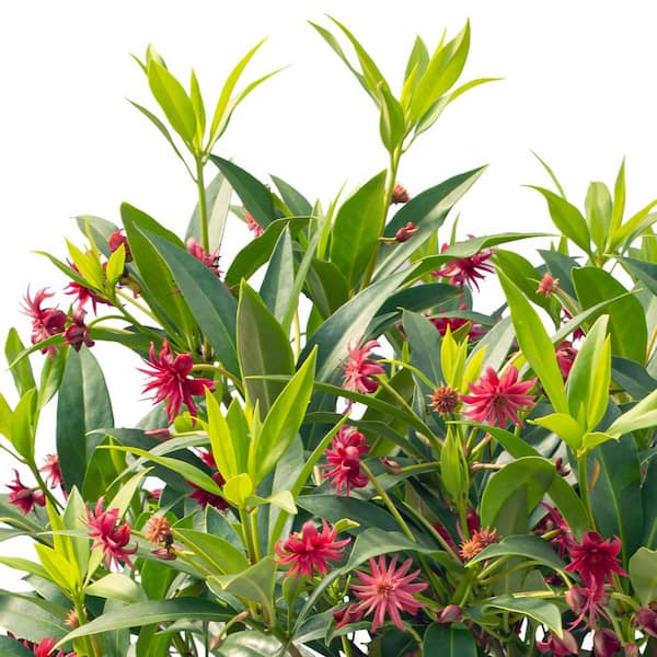 national PLANT NETWORK 2 Gal. Star Roses and Plants Star Flower Scorpio